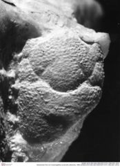 Historisches Foto von Cracensigillatus acutirostris (Moericke, 1889) (NHMW-AFW-GEO-BACHMAYER-FOTO-1990-0041-2972)